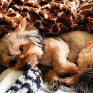 My Rescue Pup 😍😍😍